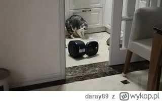 daray89 - #codziennykotopetany #dziwnekotki