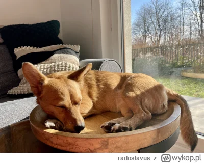 radoslavus - @Spyrka Lusia pozdrawia