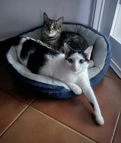 kolorowy_monochrom - To legowisko z biedry dla śmiesznych piesków to był chyba mój na...