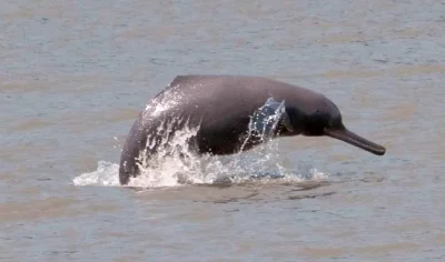 Loskamilos1 - Platanista minor, rzeczny delfin żyjący w rejonach Pakistanu i Indii. P...