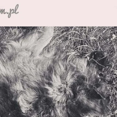 nikola-stryjec - 🐾💔 Tragiczna historia Amira – walczymy o sprawiedliwość 💔🐾
Chci...