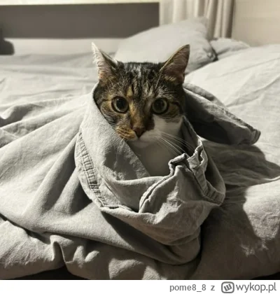 pome8_8 - #pokazkota #kitku #koty