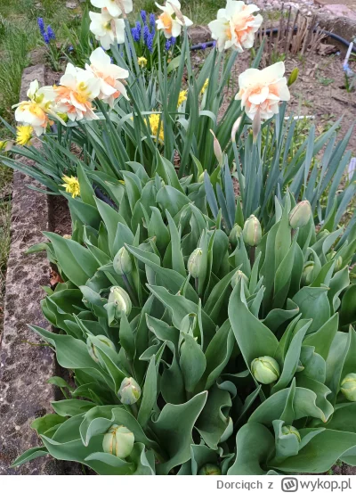 Dorciqch - Jakież te narcyzy są piekniutkie 乁(♥ ʖ̯♥)ㄏ
I tulipanki już się szykują 
#o...