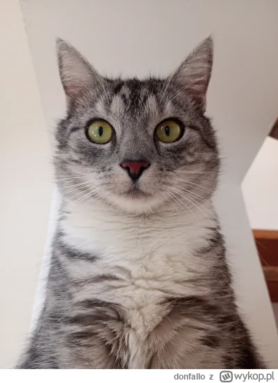 donfallo - #pokazkota corka