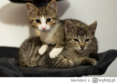 blackbird - @MLeko29: dziekuje w imienu Akina, za wsparcie