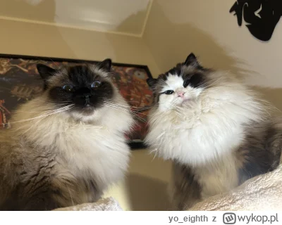 yo_eighth - Koty pogardliwe. 
#koty #pokazkota #wykopragdollclub