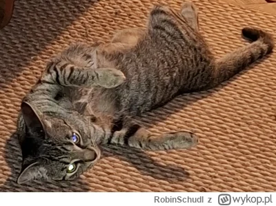 RobinSchudl - @Momento83: to pa na to: