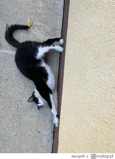 daray89 - #codziennykotopetany #dziwnekotki