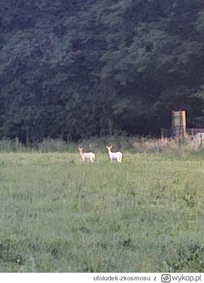 ufoludek-zkosmosu - Widziałem dzisiaj dwie białe sarny albinoski. 

#rzeszow #chwales...