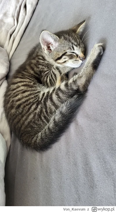 Von_Kaevum - Pobawił się, najadł i poszedł spać.
(｡◕‿‿◕｡)
#pokazkota #koty #kitku