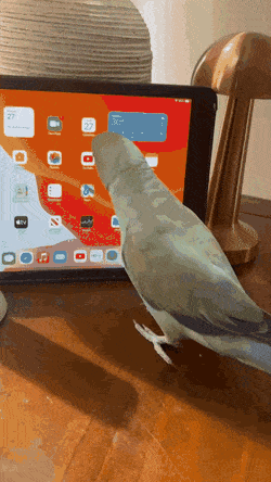 wfyokyga - Papug se ogląda papuga
