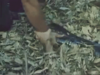 kinson - Aż mi się VHSowe hity przypominają

#limanowa