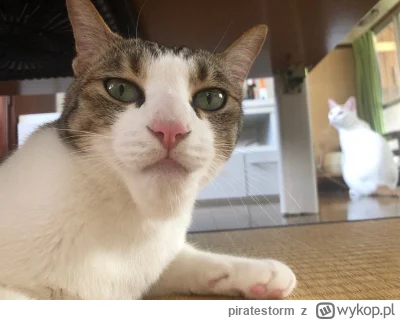 piratestorm - @SaintWykopek: tak nie wiele brakowało a by został sigmą