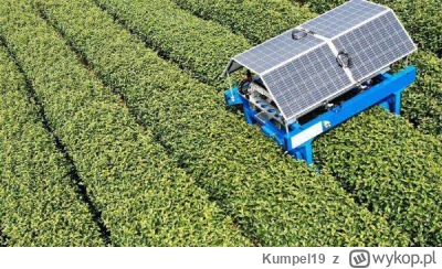 Kumpel19 - Zbieracze herbaty w Kenii niszczą roboty, które mają zastąpić je na planta...