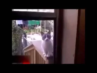 RitmoXL - #f1 Znaleziono niepublikowane do tej pory wideo z treningu Osamy Bin Russel...