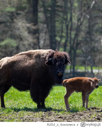 R2D2zSosnowca - @R2D2zSosnowca @R2D2zSosnowca a tak w ogóle to u podnóża Mohawk chłop...