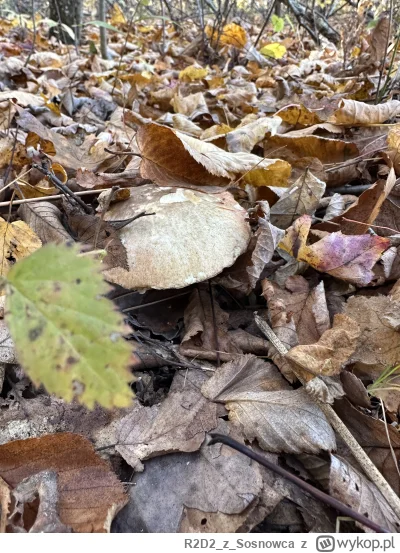 R2D2zSosnowca - @R2D2zSosnowca ʕ•ᴥ•ʔ