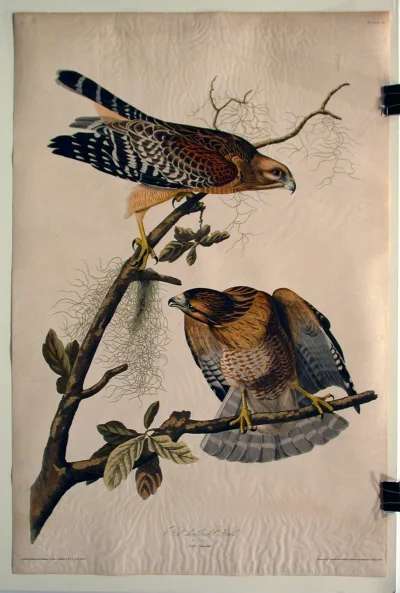 Loskamilos1 - James Audubon, amerykański ornitolog oraz jeden z jego rysunków ukazują...