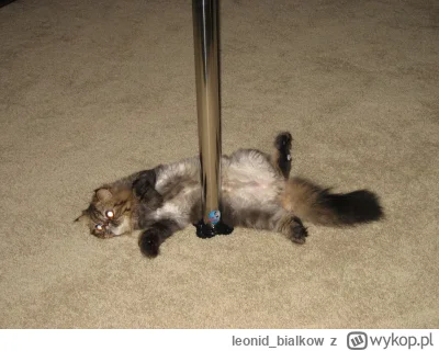 leonid_bialkow - @Moonman: tańczem