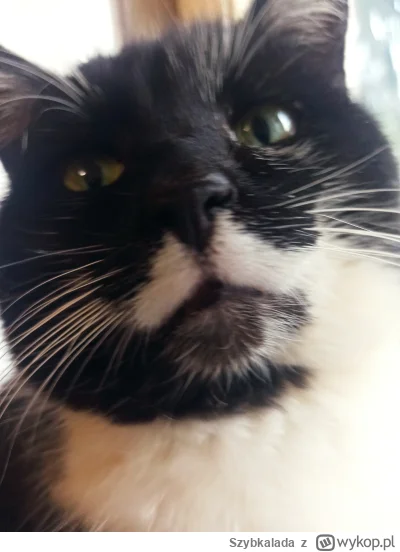 Szybkalada - Pov profilowe Twojego starego #kot #pokazkota