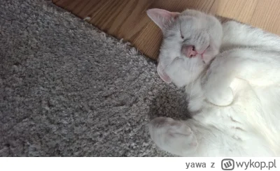 yawa - Uff jak gorąco 

#pokazkota #bialykot