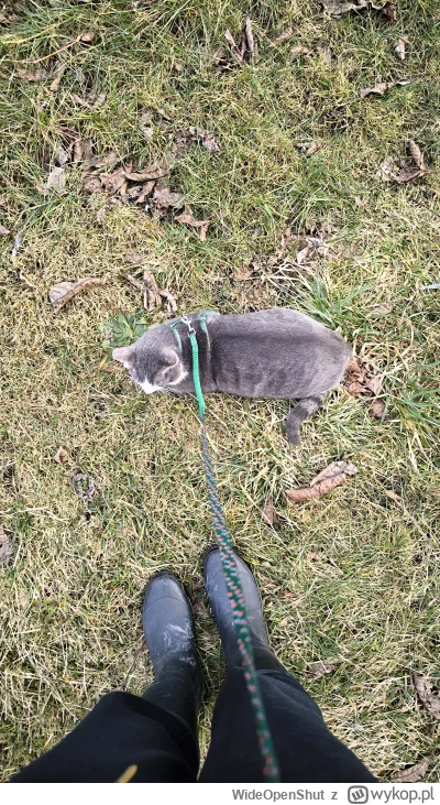 WideOpenShut - Dzisiaj nastąpiła pierwsza próba zabrania Mietka na spacer.... nie był...