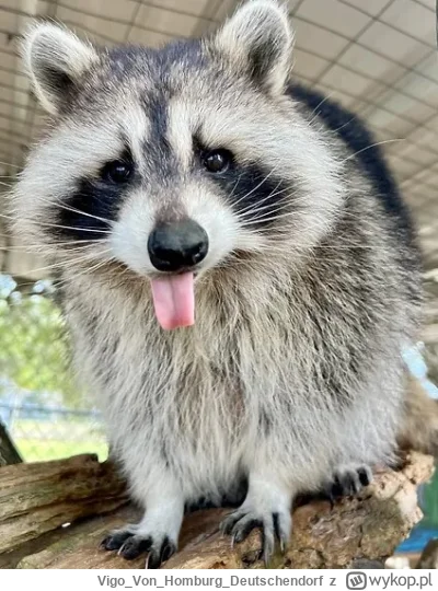 VigoVonHomburg_Deutschendorf - <mlem>
#szopeknadzis