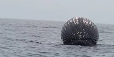 Boxcutter - Martwy wieloryb spuch