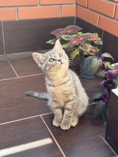 wybryk_natury - Miśka ma różne odcienie sierści w zależności od tego jak pada światło...