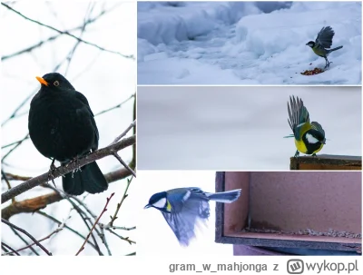gramwmahjonga - #ptaki #zima #dokarmianieptakow

Chyba idzie odwilż, bo ptaki już rza...