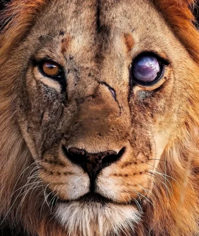 Selina_ - Lew z przerażającymi bliznami 
#smiesznykotek #fotografia #natura #zwierzac...