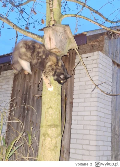 Voltaire - Kitku typu nadrzewny. #gownowpis #pokazkota