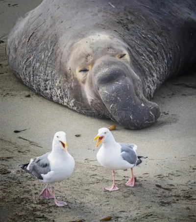 WrzeCiOna - po ostsrnim miesiącu czuje się jak na ten pan z traba na foto, mewy dla a...