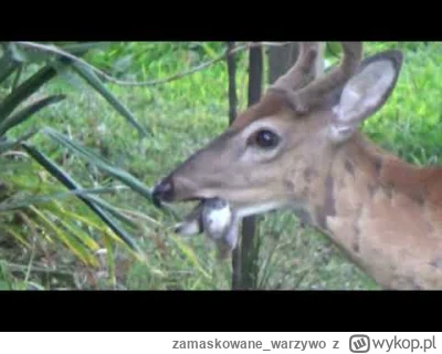 zamaskowane_warzywo - @aleksc: "Deer eating a Bird"