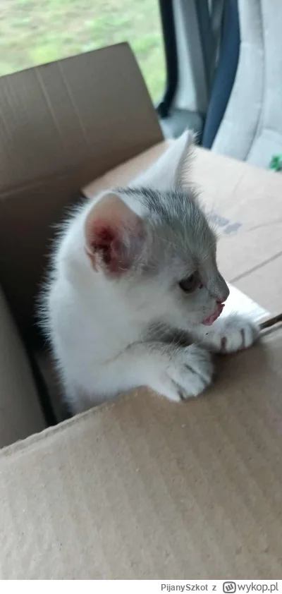 PijanySzkot - @PijanySzkot: