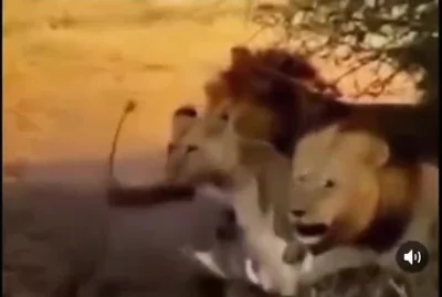 wfyokyga - Dzień dobry