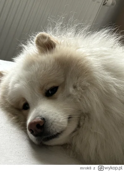 mrok8 - Kto chce pogłaskać?