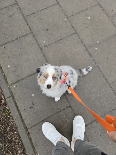 AtlantyQ - Z pieskiem na spacer idę se...

#pokazpsa