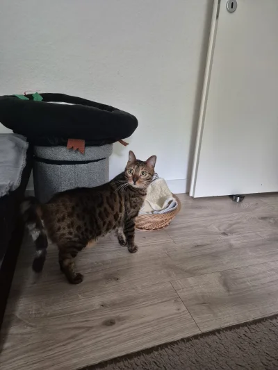 Lujdziarski - #pokazkota #dziarskikacperek Moje chamy od wczoraj wieczorem cała puszk...