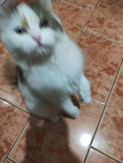 ZartosXXX - Kot nasrał za kuwetą no k---a 
A ja tego nie zauważyłem i rozsmarowałem m...