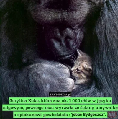 koneserprogresywnegodiscopolo