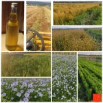 asdfashaass - miirki i miruny, zachciało mi się na początku roku spróbować zrobić ole...