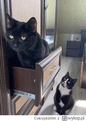 Cukrzyk2000 - Ojciec uczy syna jak buszować w mojej szufladzie (｡◕‿‿◕｡)