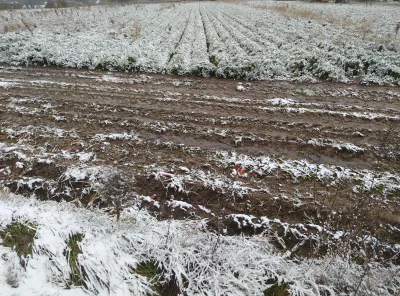 rolnik_wykopowy - Uwielbiam zimę, ale w tym roku pogoda to daje w dupę. Zimna i mokra...