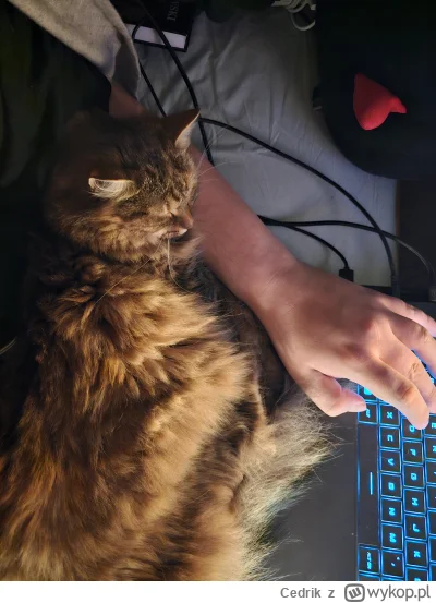 Cedrik - Od paru godzin tak leży. Ztraumatyzowałem kota.