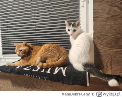 MamDobreGeny - Dwa koty mi tu przyszly 
#koty #pokazkota
