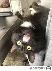daray89 - #codziennykotopetany #dziwnekotki