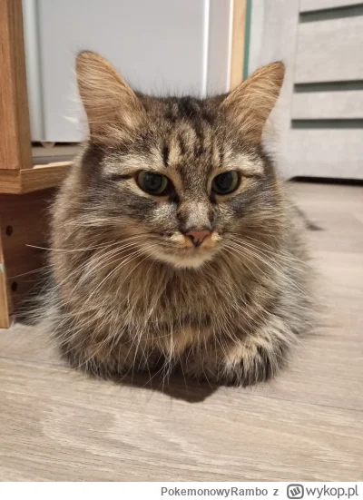 PokemonowyRambo - #kitku #pokazkota