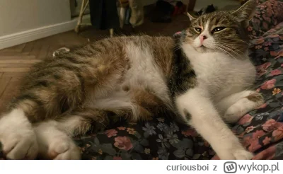 curiousboi - Upasiona księżniczka #pokazkota #kot #koty