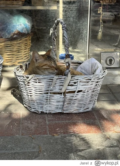 Jarel - #smiesznekotki #koty